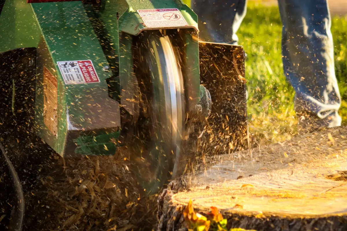 Stump grinder clearing a tree stump
